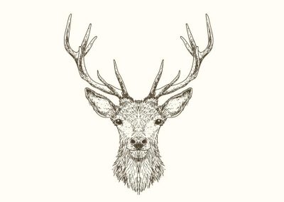 Taxidermia JMG