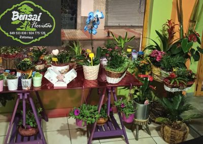 Floristería Bonsái